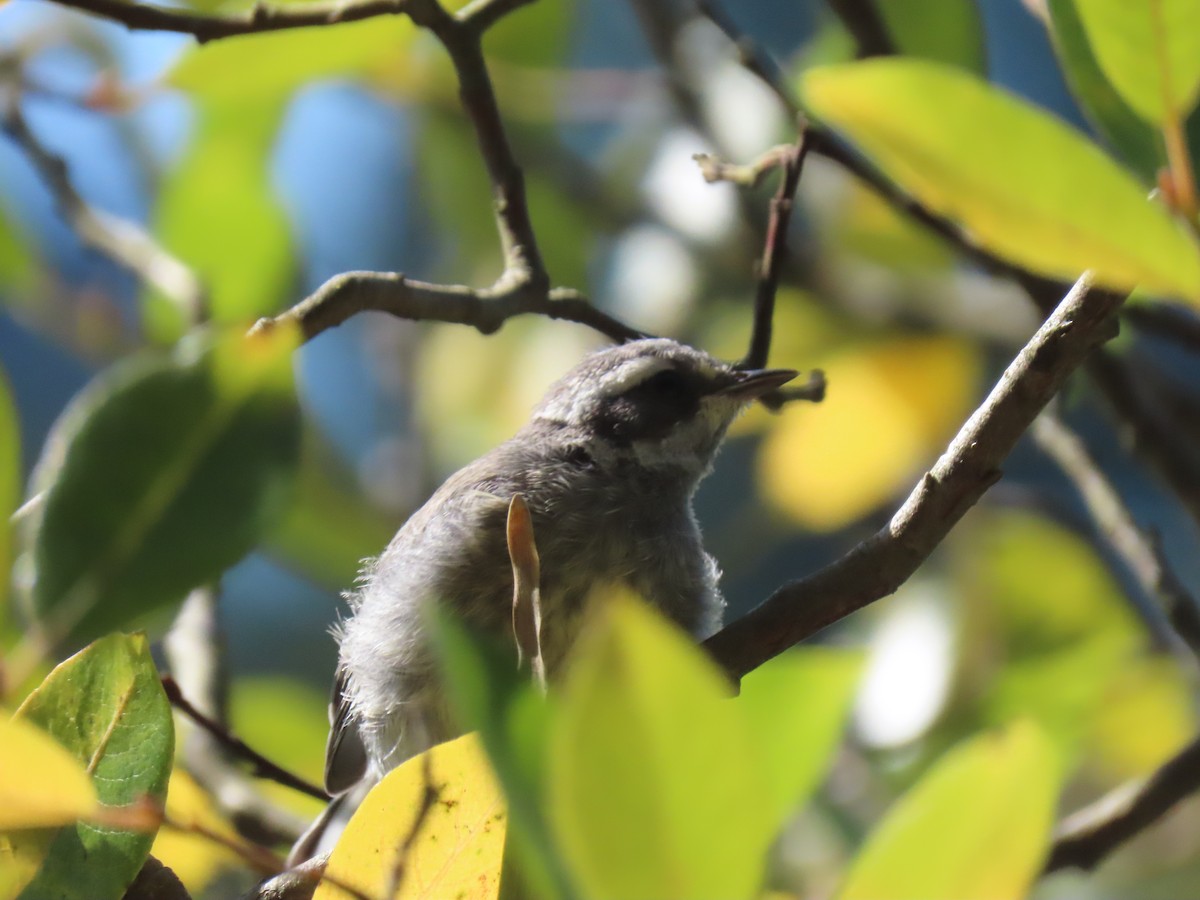 Black-throated Gray Warbler - ML254544811