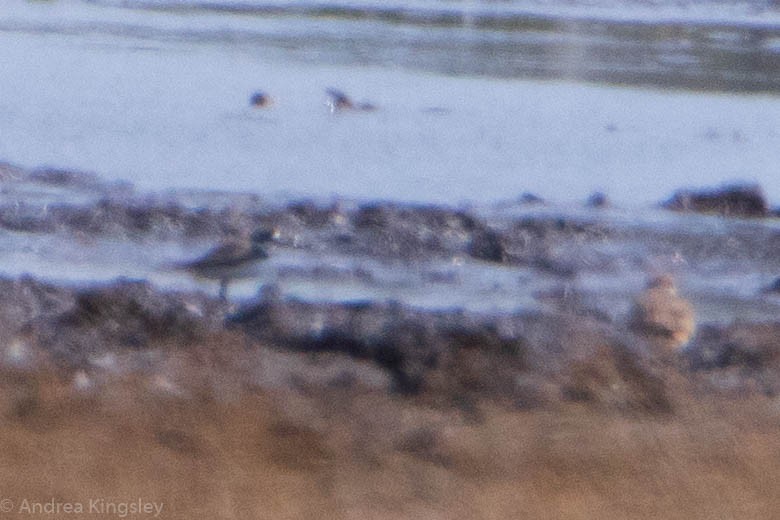 Semipalmated Plover - ML254546491