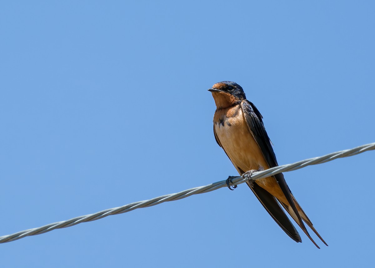 Barn Swallow (American) - Derek Lecy