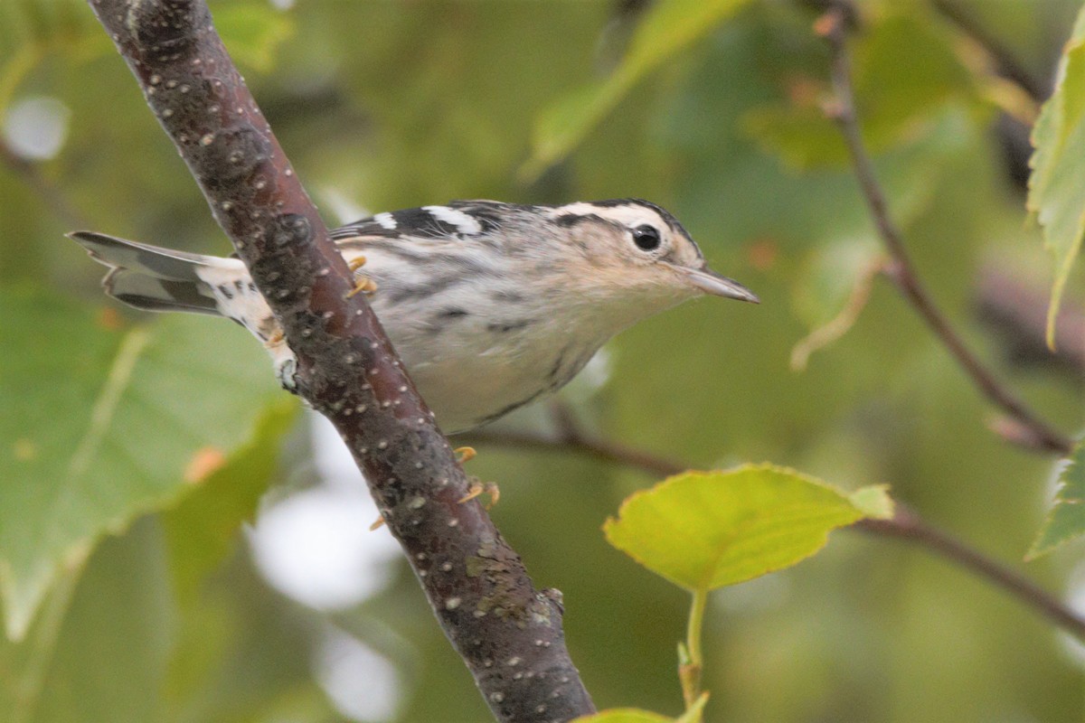 Black-and-white Warbler - ML254548691