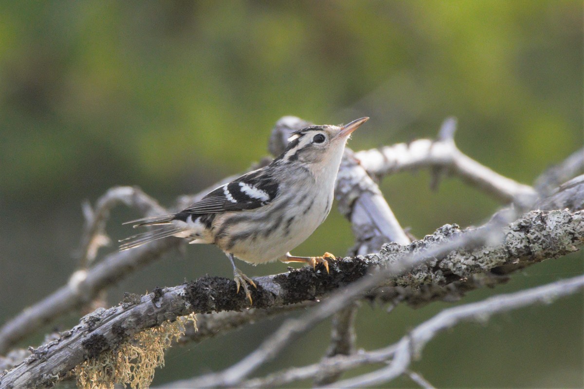 Black-and-white Warbler - ML254548701