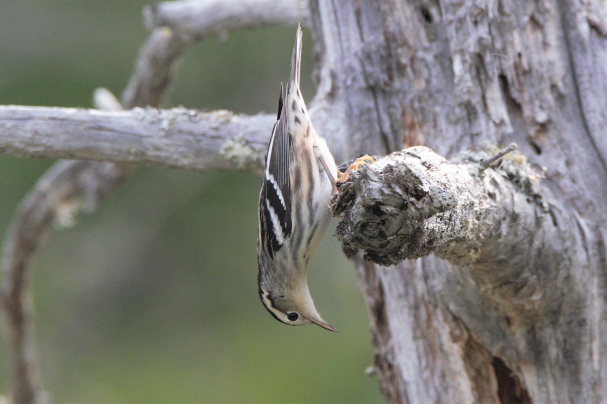 Black-and-white Warbler - ML254548711