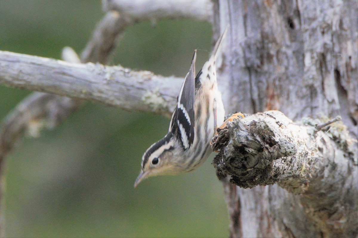 Black-and-white Warbler - ML254548731