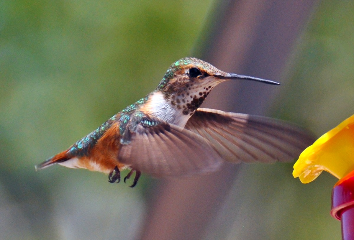 Rufous Hummingbird - Heather Lauer