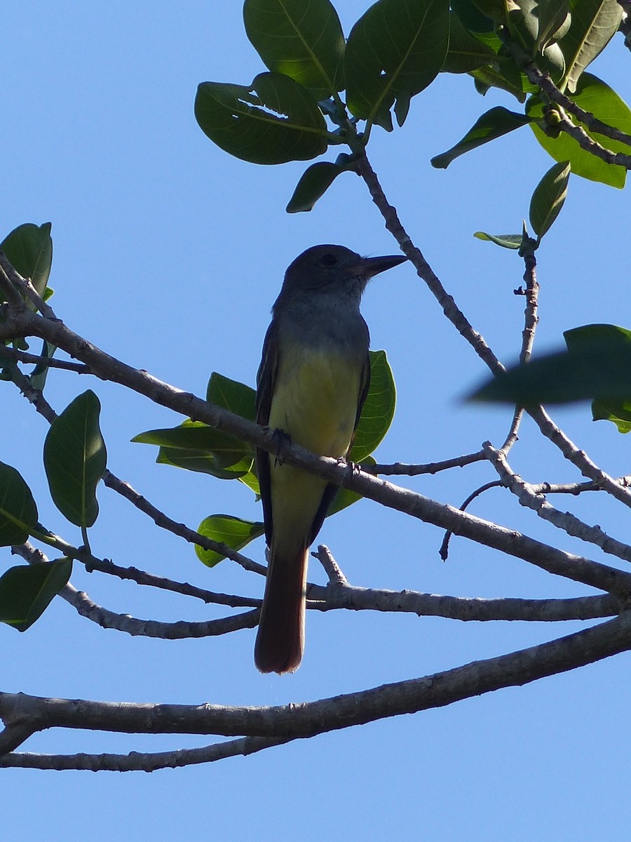 Great Crested Flycatcher - ML254554851