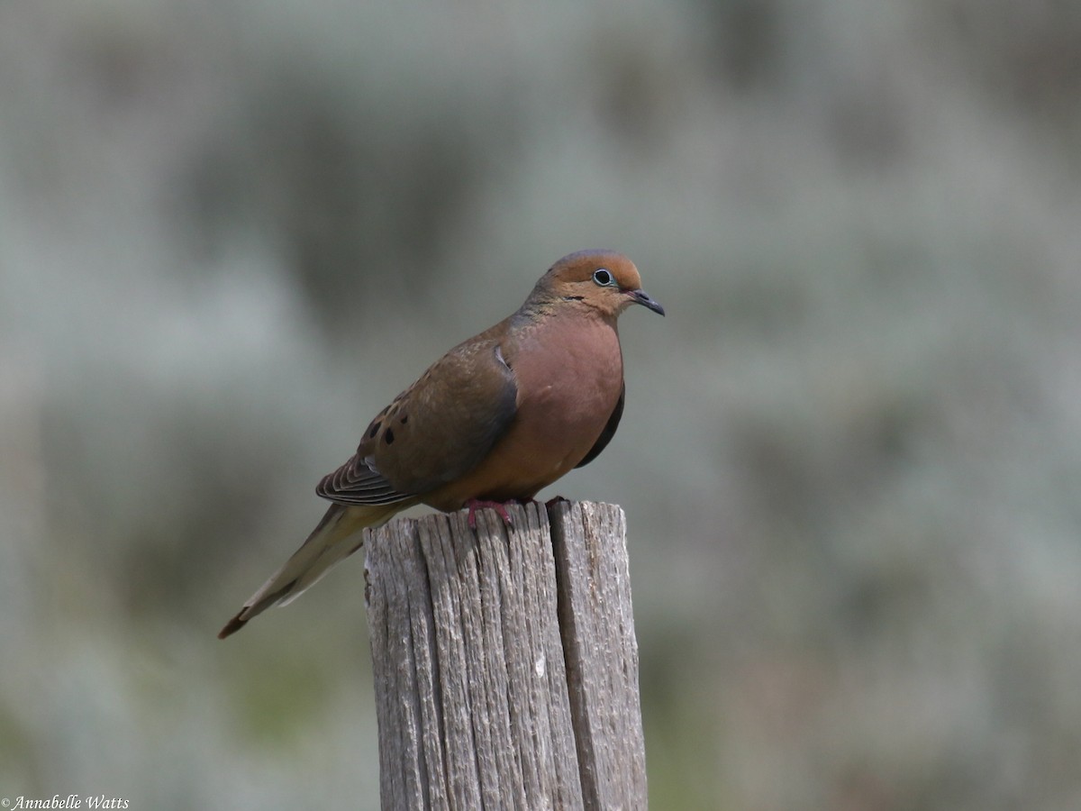 Mourning Dove - Justin Watts