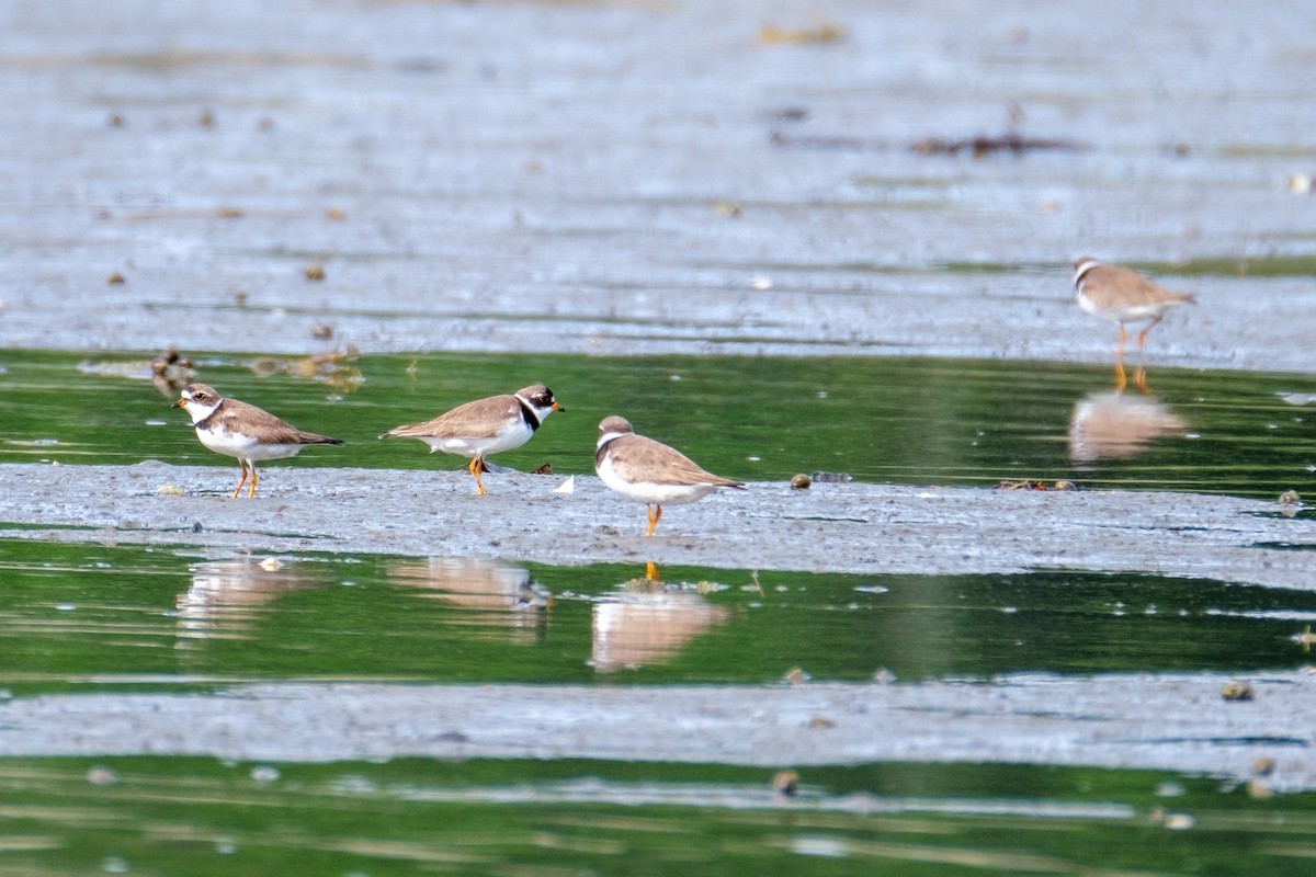 Semipalmated Plover - ML254571981