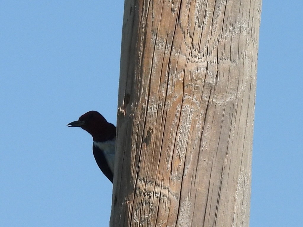 Red-headed Woodpecker - ML254572541