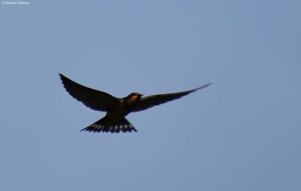 Barn Swallow (American) - ML254575221