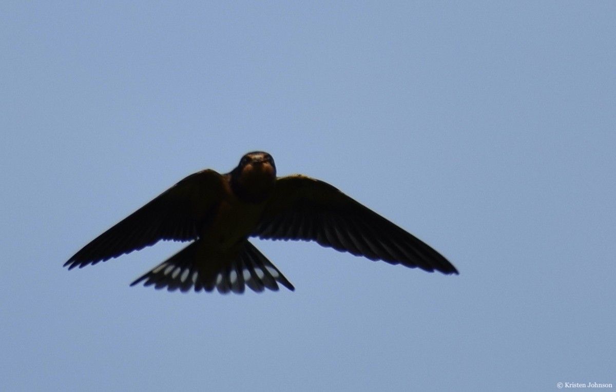 Barn Swallow (American) - ML254575241