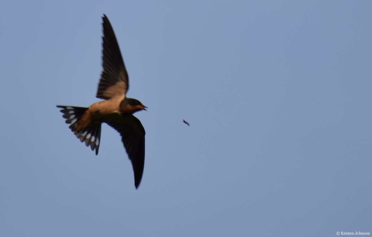Barn Swallow (American) - ML254575301