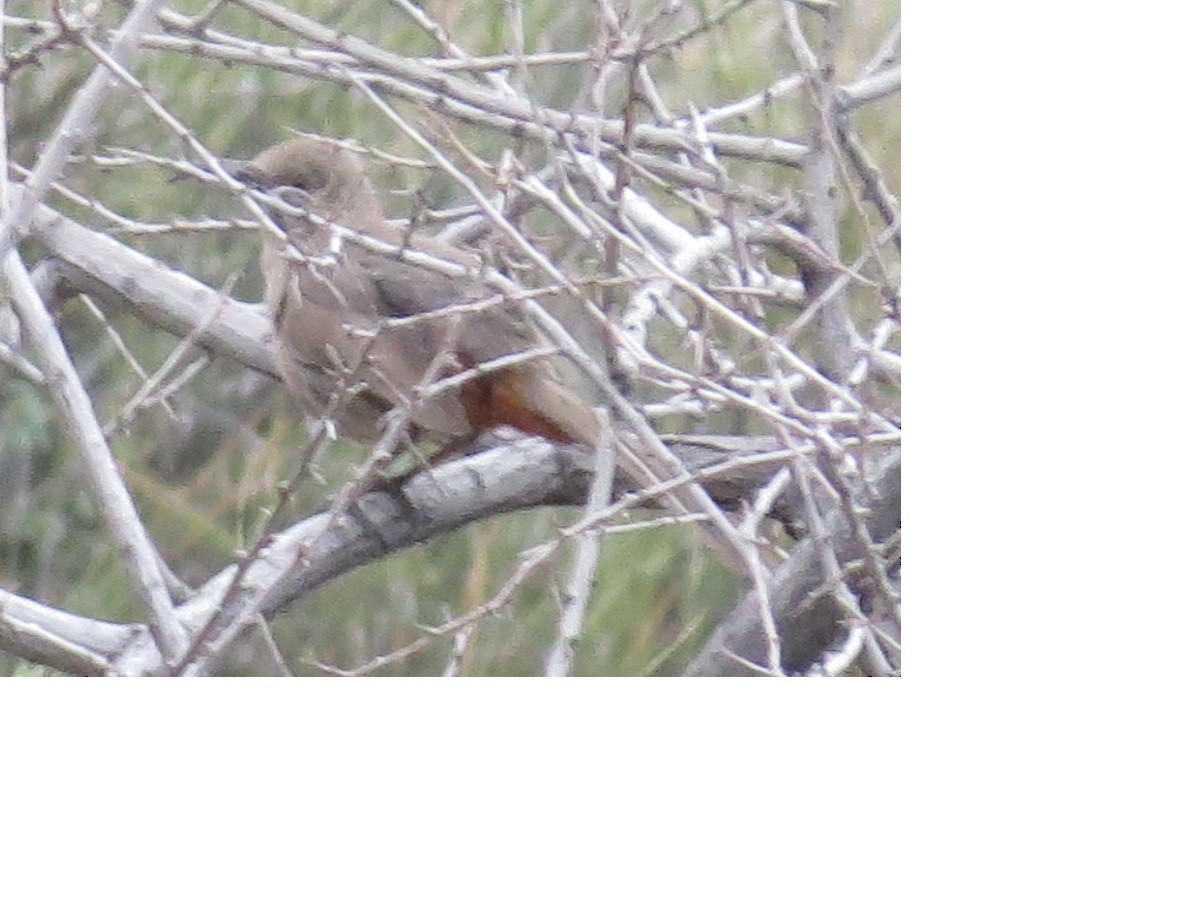 LeConte's Thrasher - Anonymous