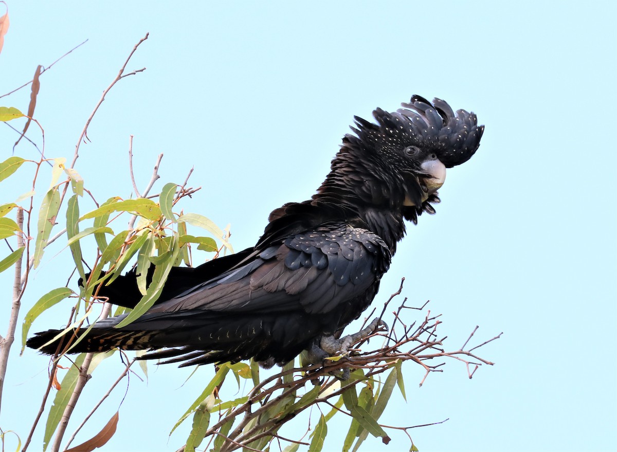 Red-tailed Black-Cockatoo - ML254575761