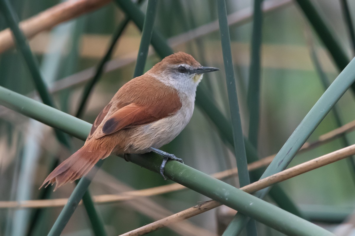 Yellow-chinned Spinetail - ML254577641