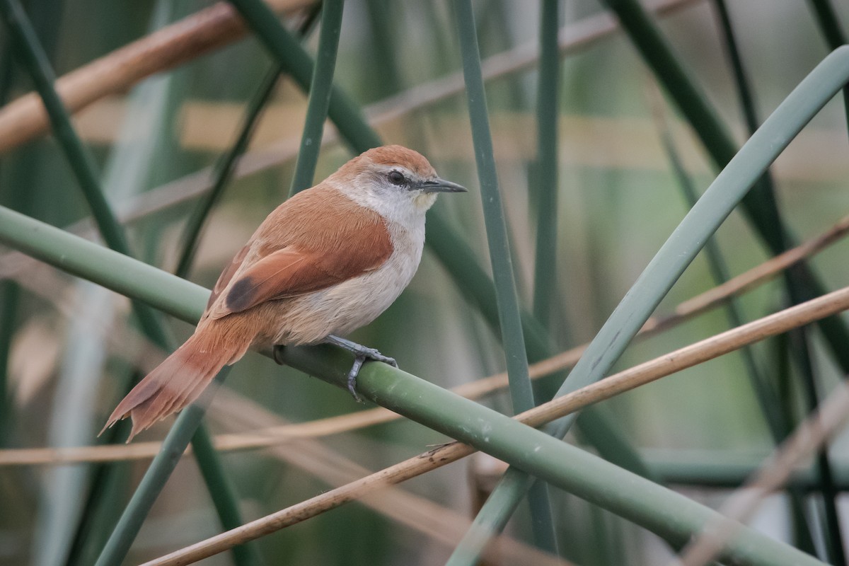 Yellow-chinned Spinetail - ML254577671