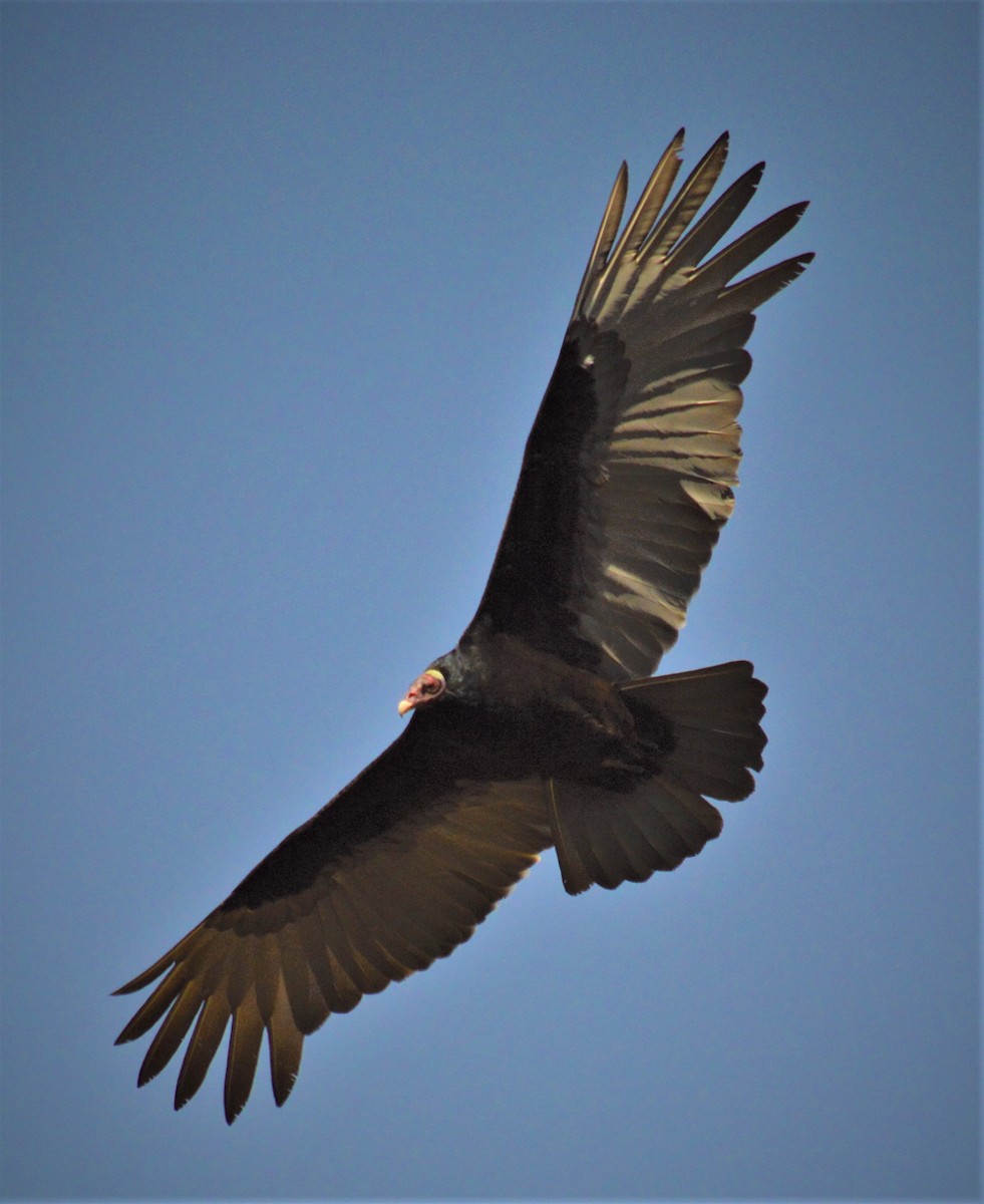 Turkey Vulture - ML254582181