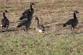 Greater White-fronted Goose, ML25458561
