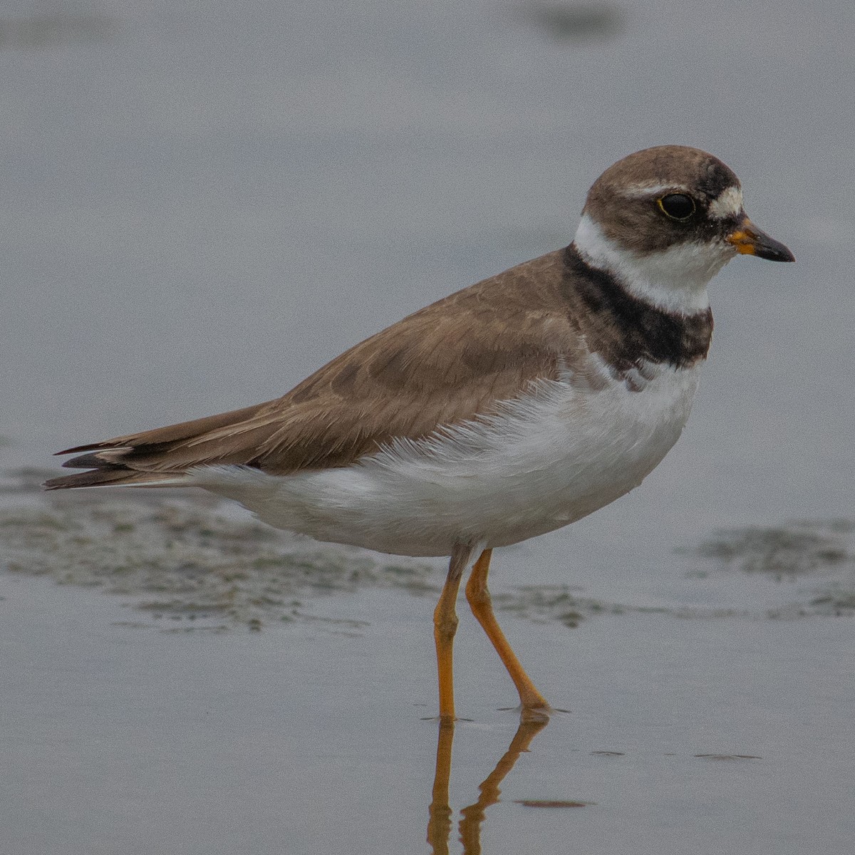 Semipalmated Plover - ML254587221