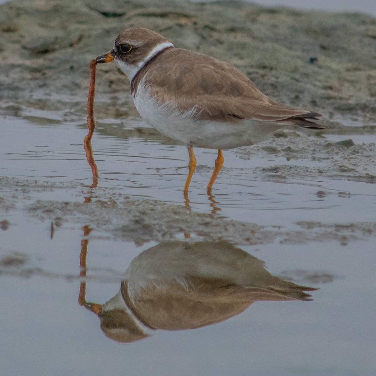 Semipalmated Plover - ML254587231