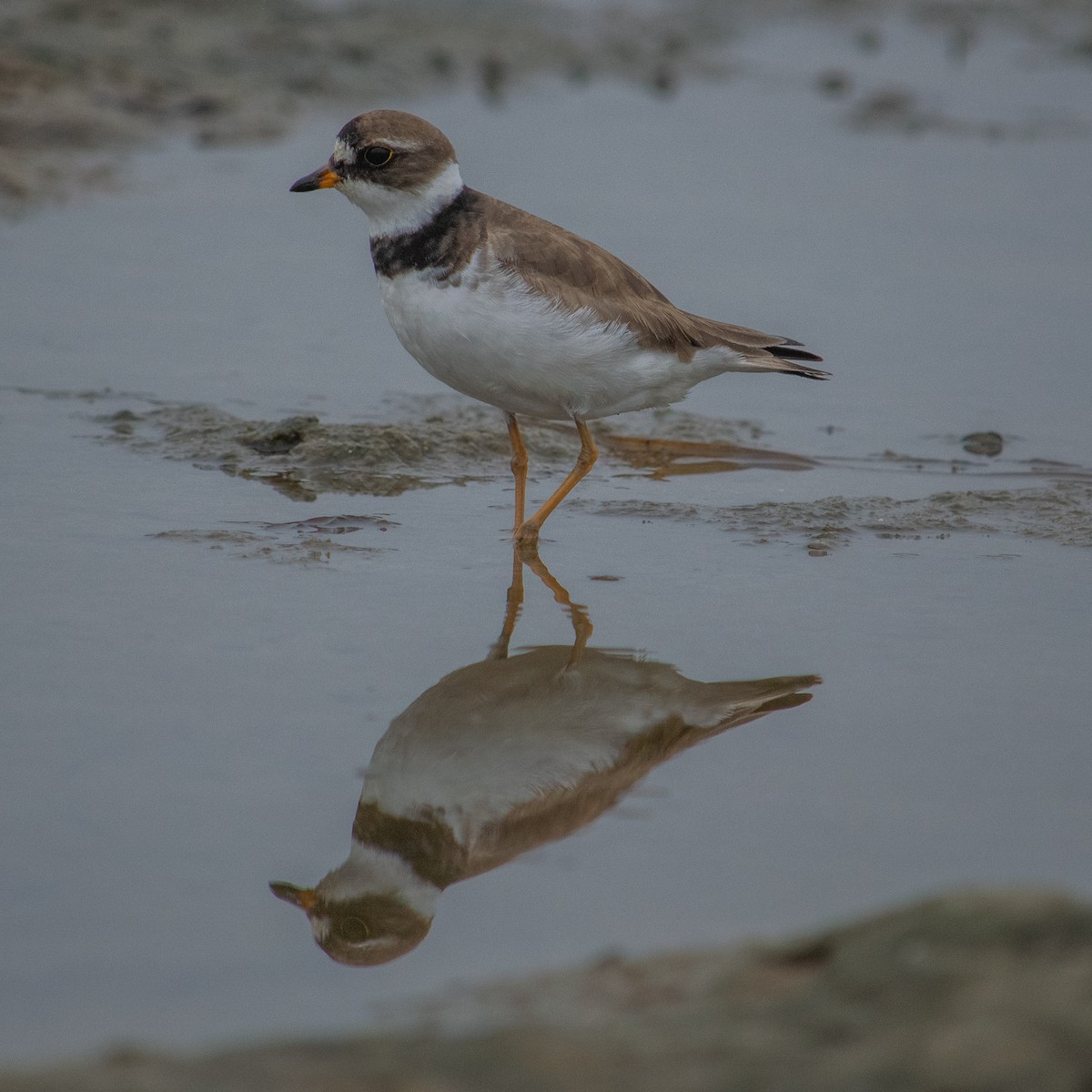 Semipalmated Plover - ML254587271