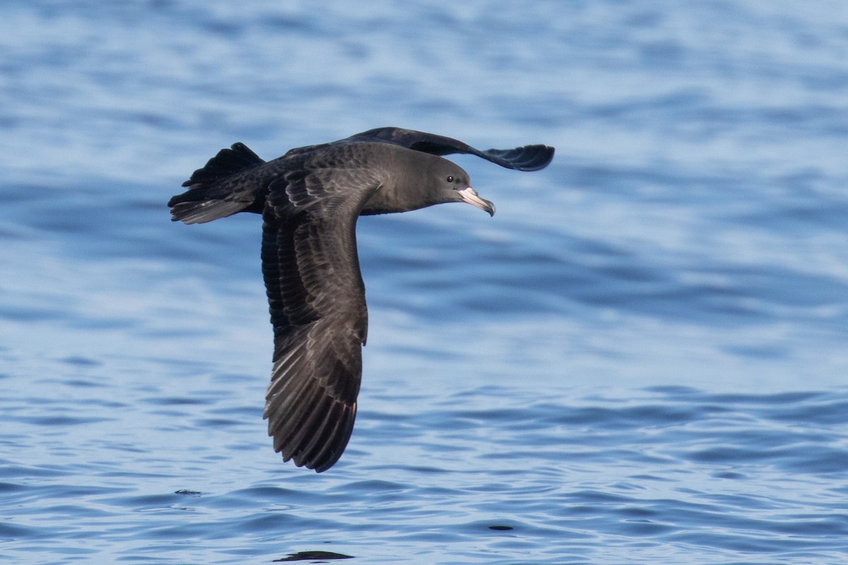 Flesh-footed Shearwater - ML254589011