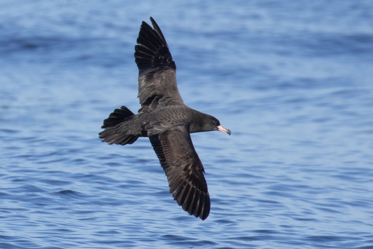 Flesh-footed Shearwater - ML254589021
