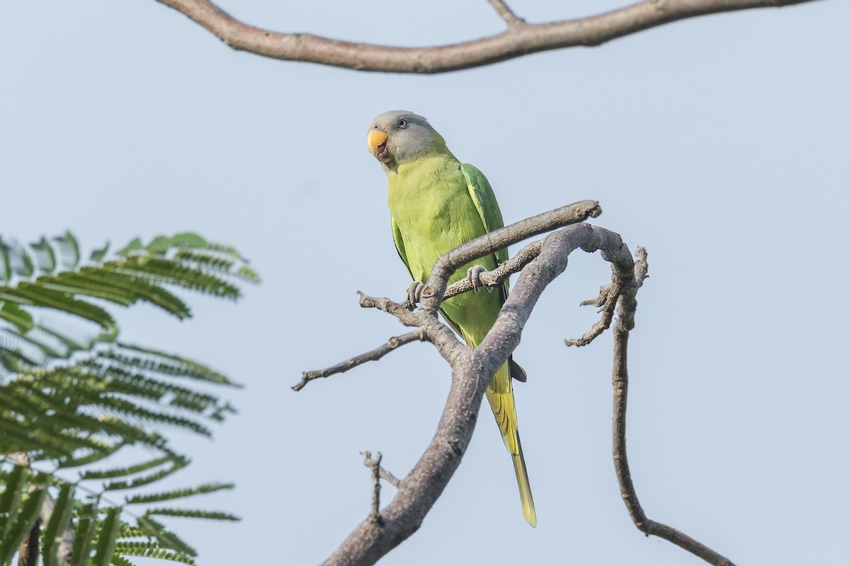 Gül Başlı Yeşil Papağan - ML254592961