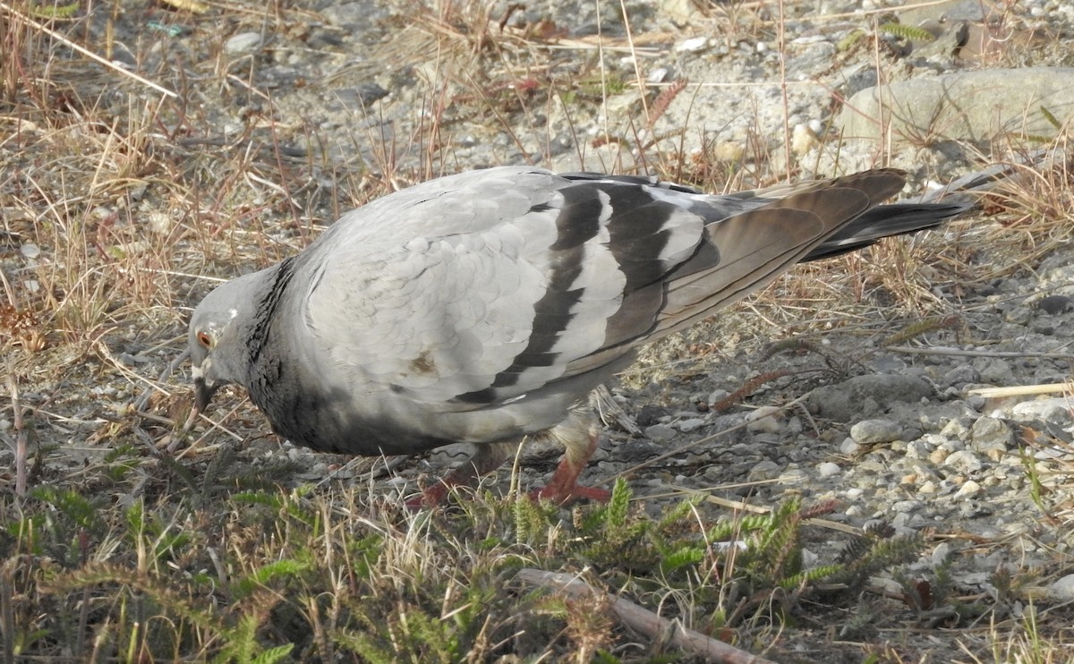 Rock Pigeon (Feral Pigeon) - ML254592981