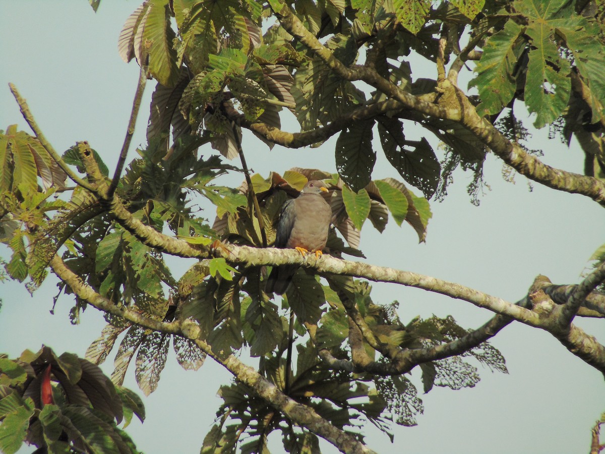 Band-tailed Pigeon - ML254595901