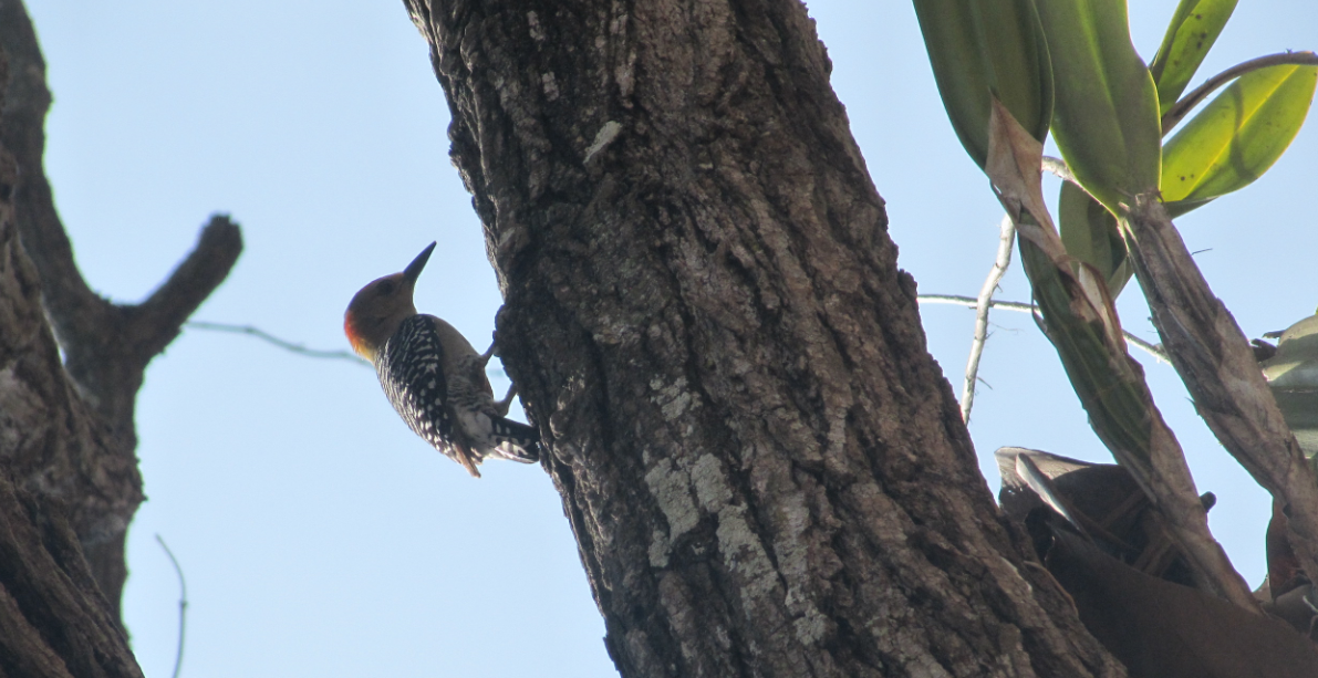 Red-crowned Woodpecker - ML25461281