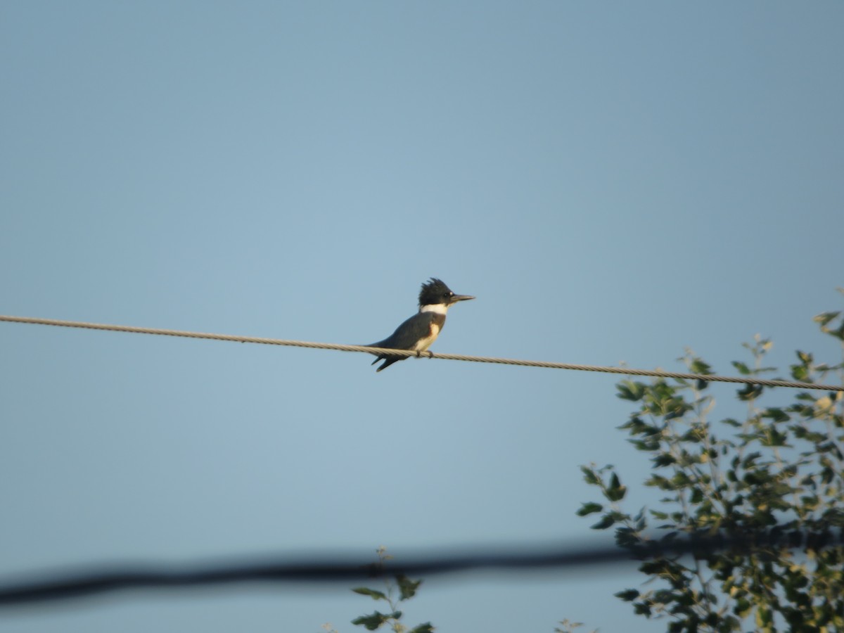 Belted Kingfisher - ML254615891