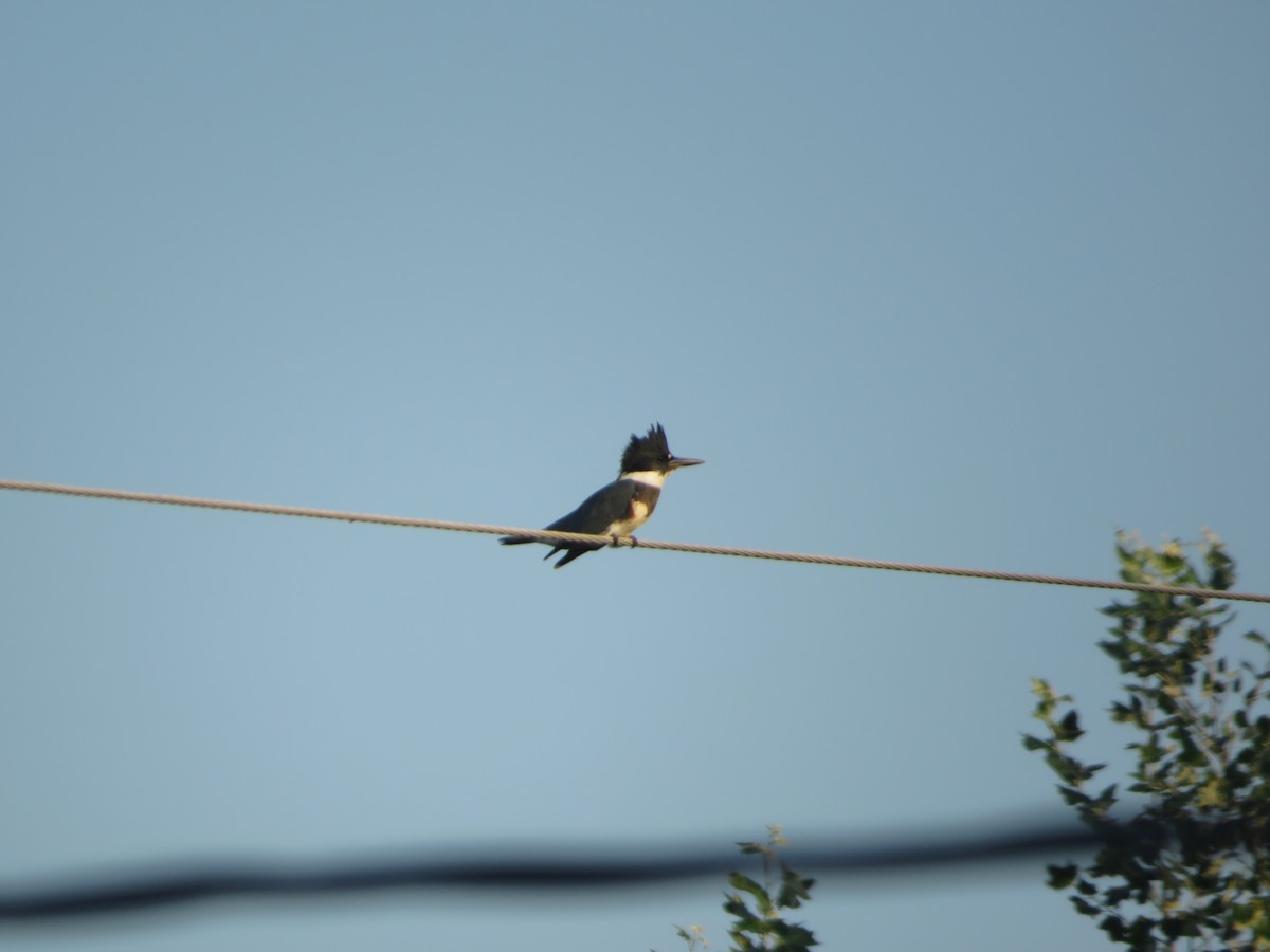 Belted Kingfisher - ML254615901