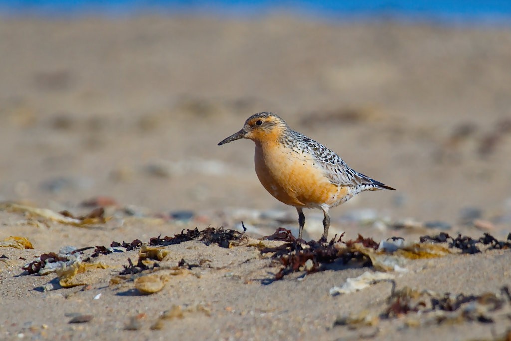 Red Knot - ML254625081