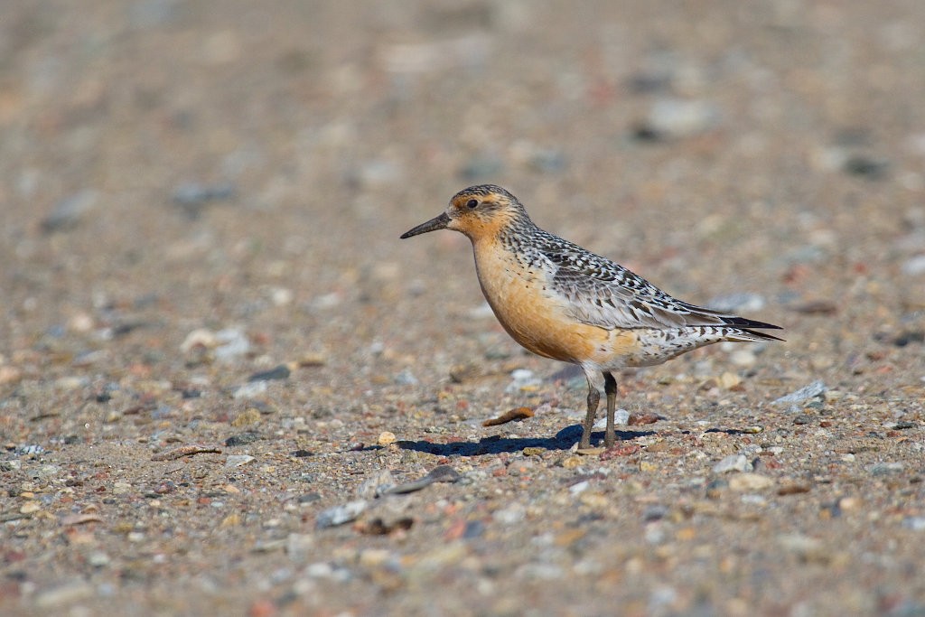 Red Knot - ML254625091