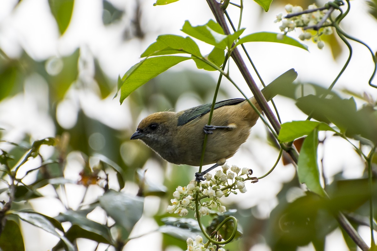 Burnished-buff Tanager - ML254626131
