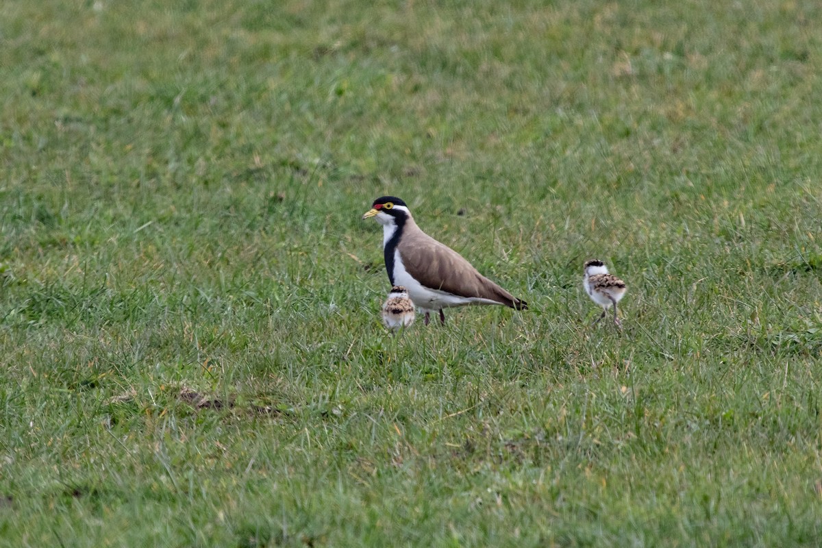 Banded Lapwing - ML254628951