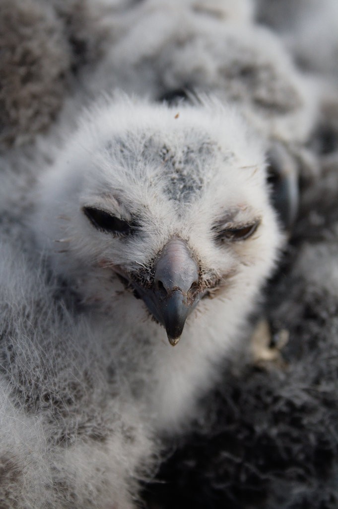 Snowy Owl - ML254629681