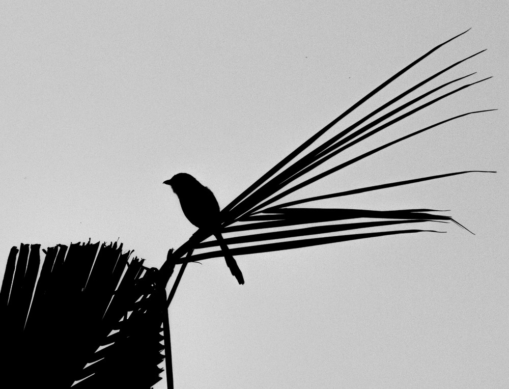 Long-tailed Shrike (bentet) - ML254630371