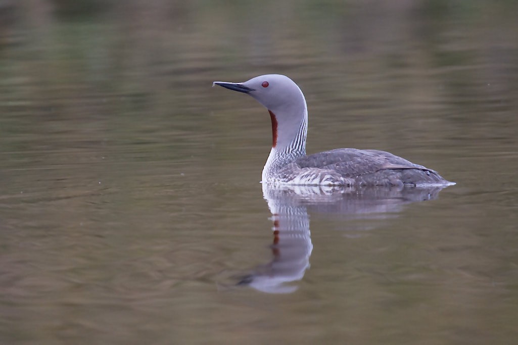 Red-throated Loon - ML254631051