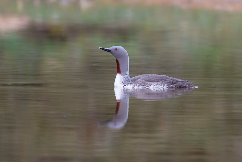 Red-throated Loon - ML254631061