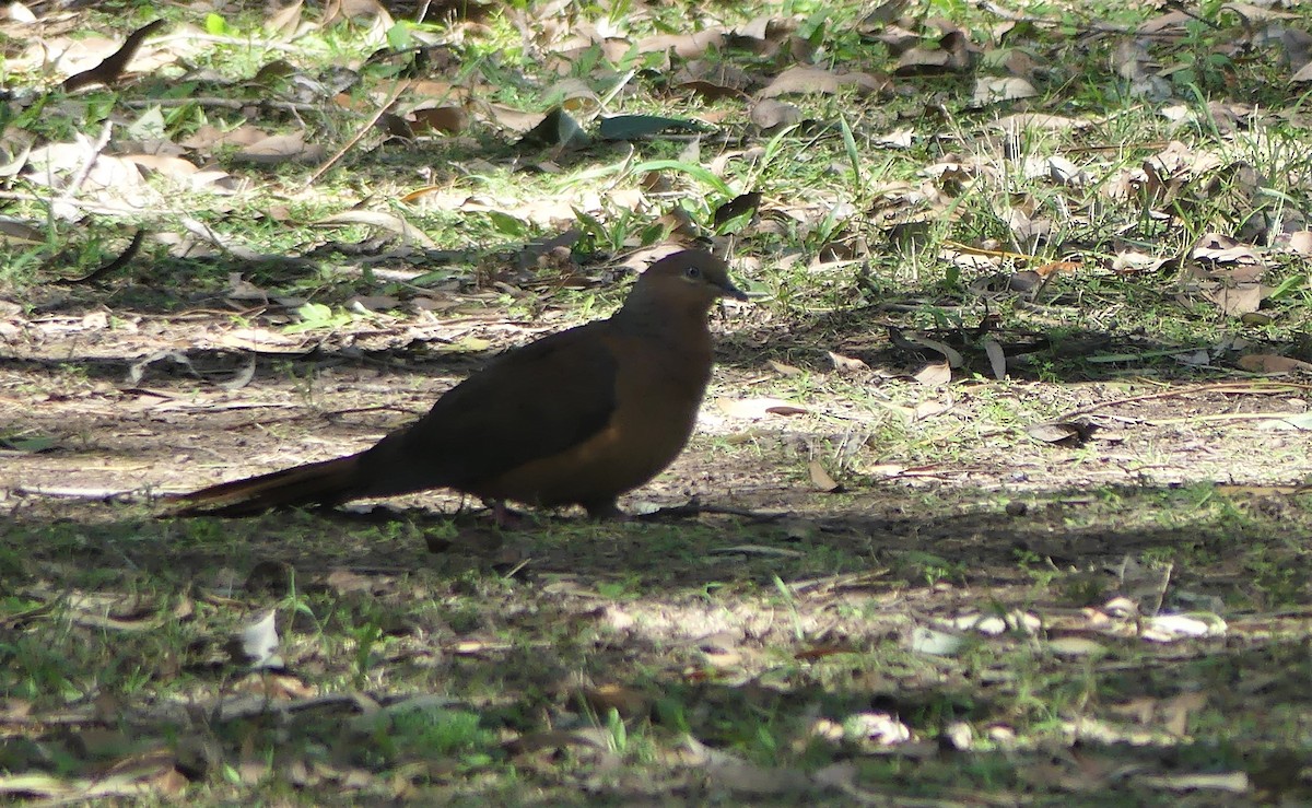 Brown Cuckoo-Dove - ML254631251