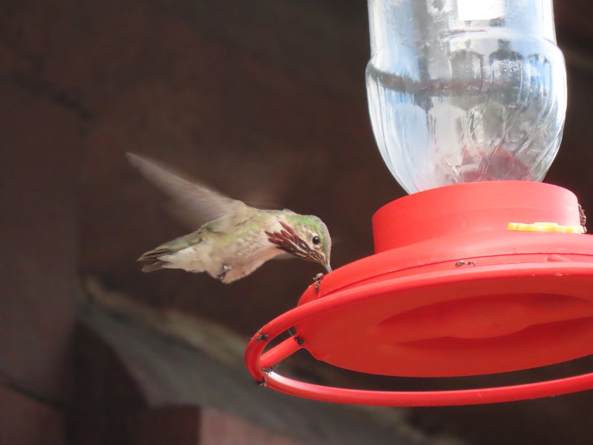 Calliope Hummingbird - ML254631471