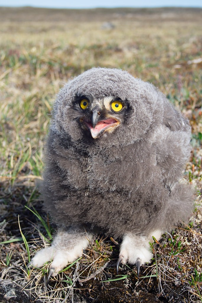 Snowy Owl - ML254631581