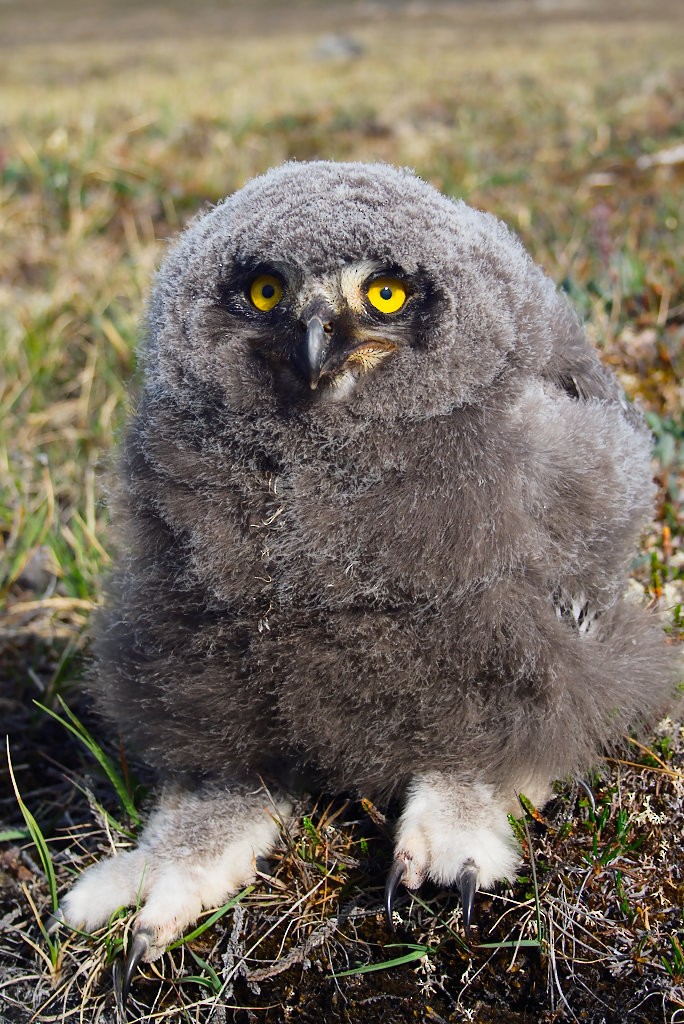 Snowy Owl - ML254631601