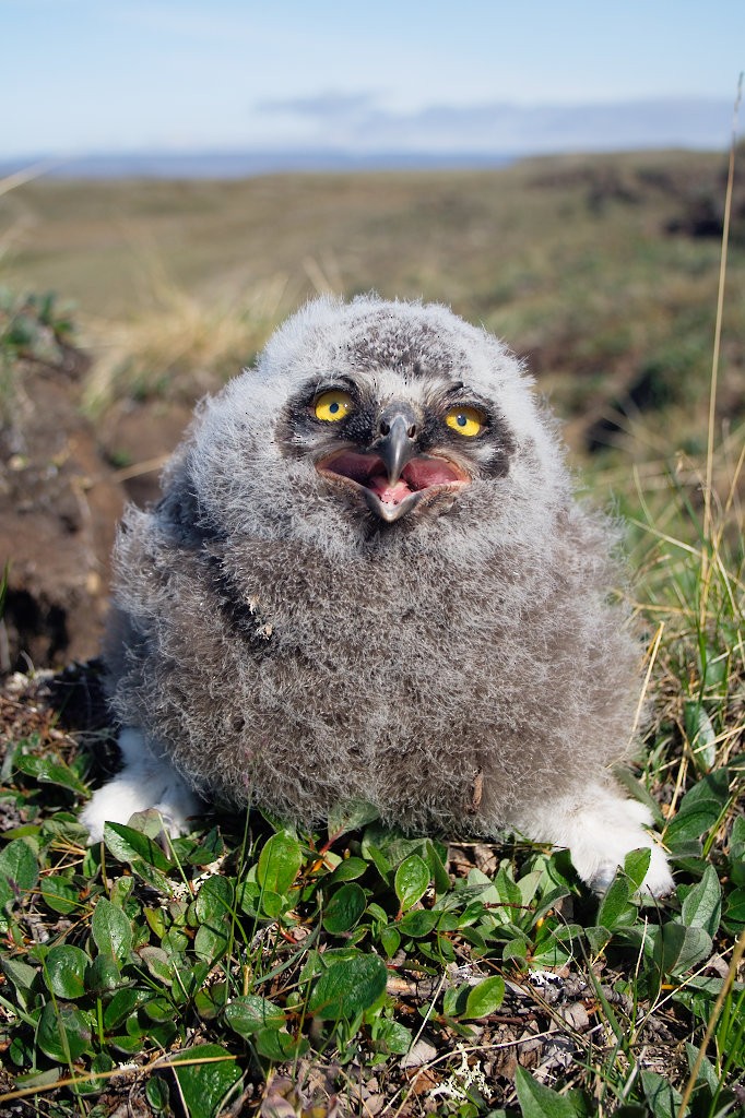 Snowy Owl - ML254631611