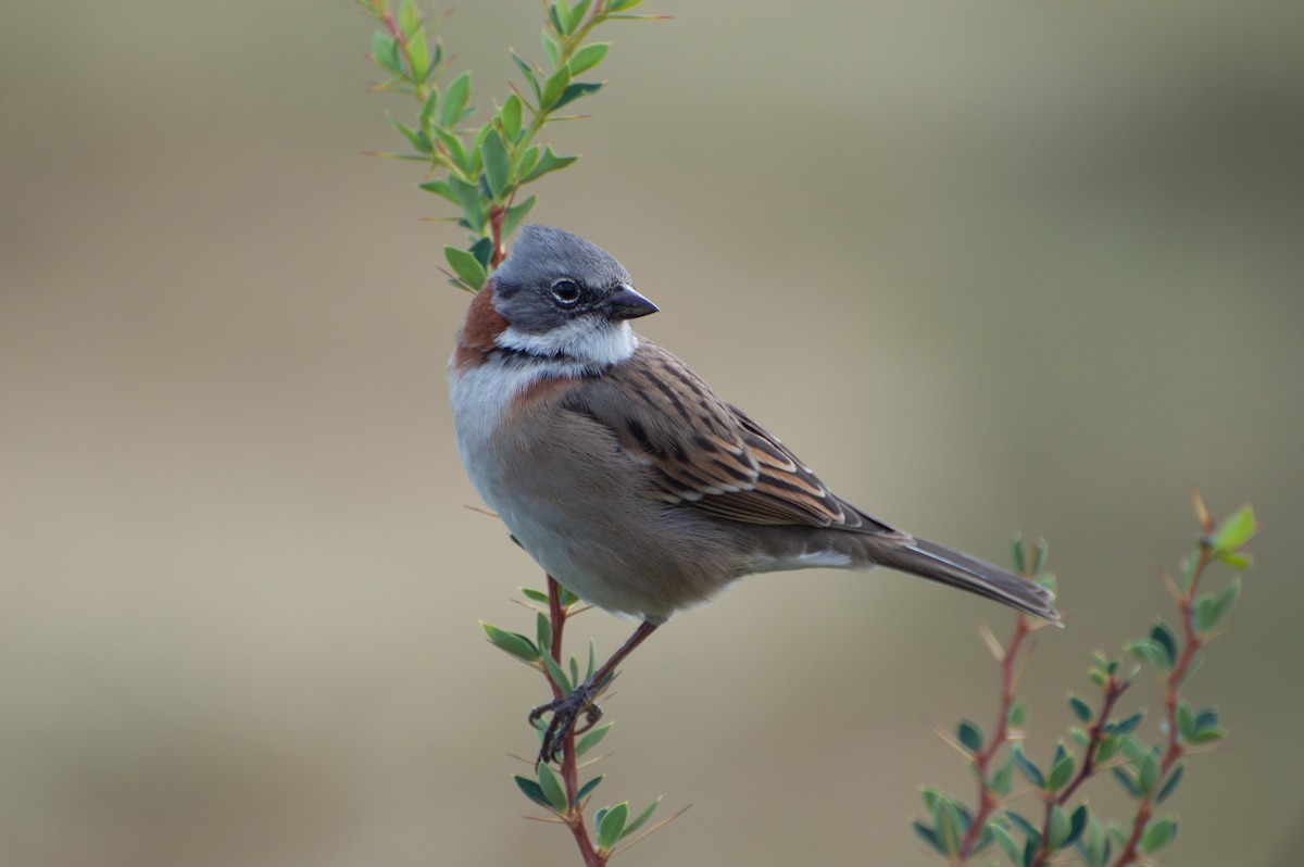 Rufous-collared Sparrow (Patagonian) - Pablo Martinez Morales