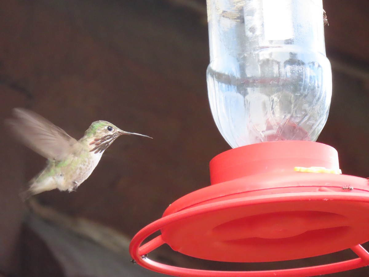 Calliope Hummingbird - ML254631741