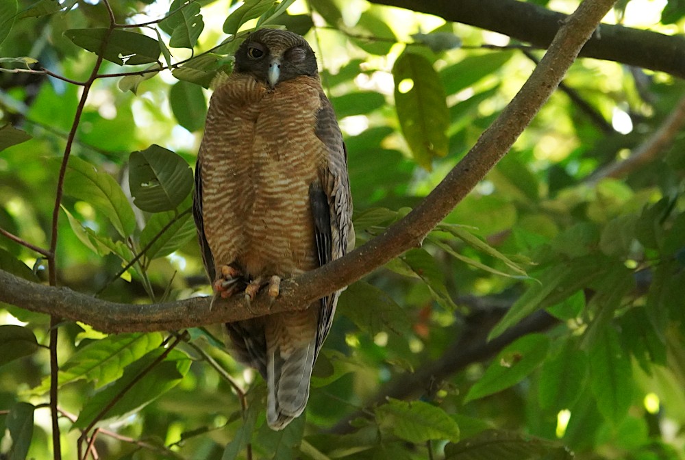 Rufous Owl - Tom Tarrant