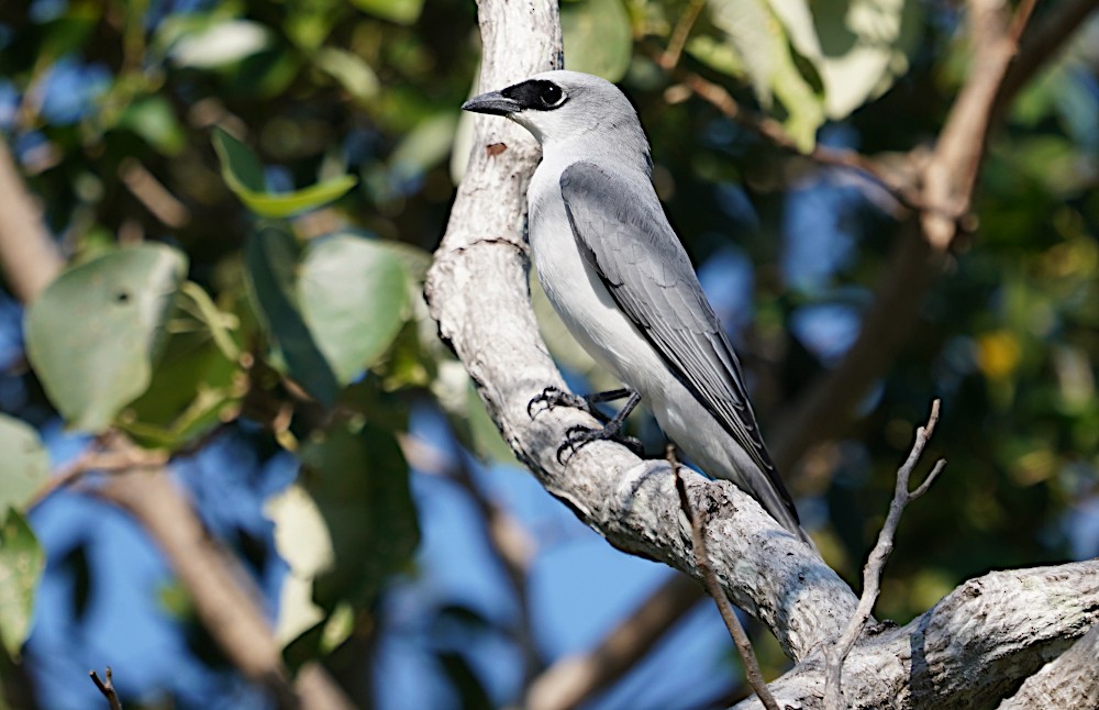 White-bellied Cuckooshrike - Tom Tarrant