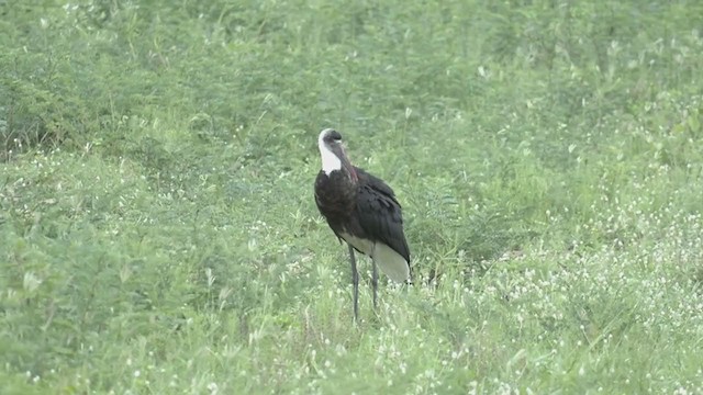 African Woolly-necked Stork - ML254644161